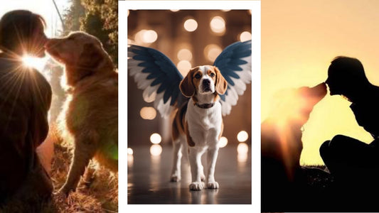 La Missione Spirituale dei Cani nella nostra Vita