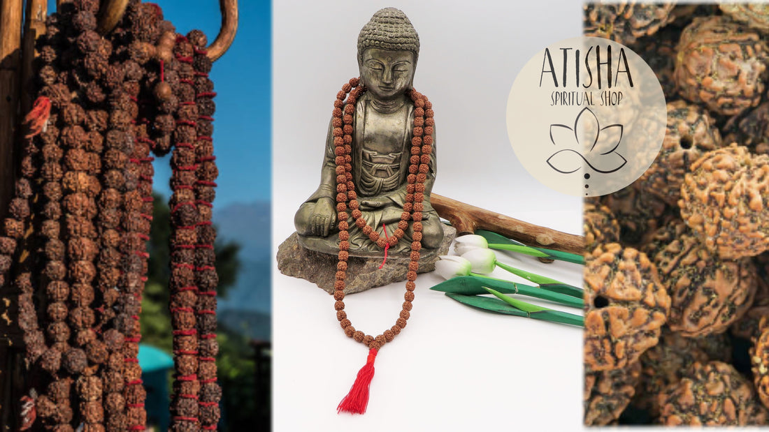 Cosa sono i Semi di Rudraksha